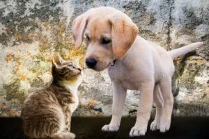 pet care in Abbotsford