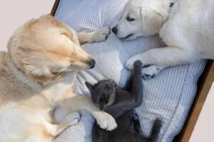 Pet Care in Abbotsford
