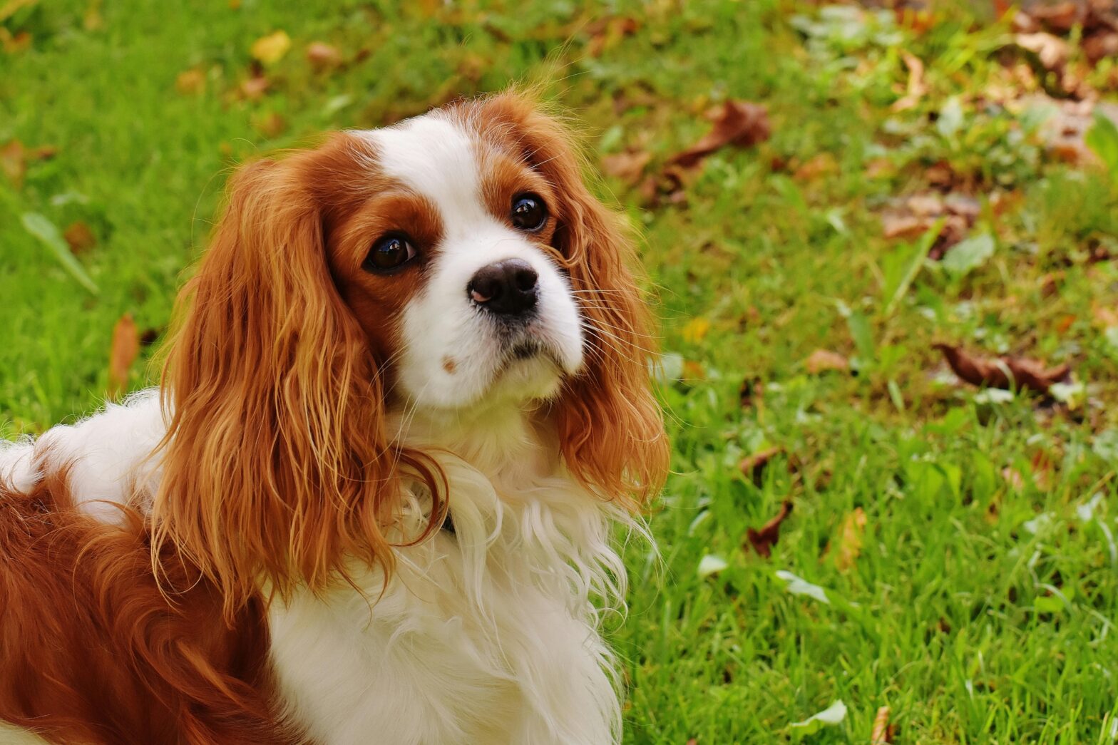 Flea and tick prevention for pets in Maple Ridge