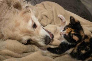 senior pet care Abbotsford
