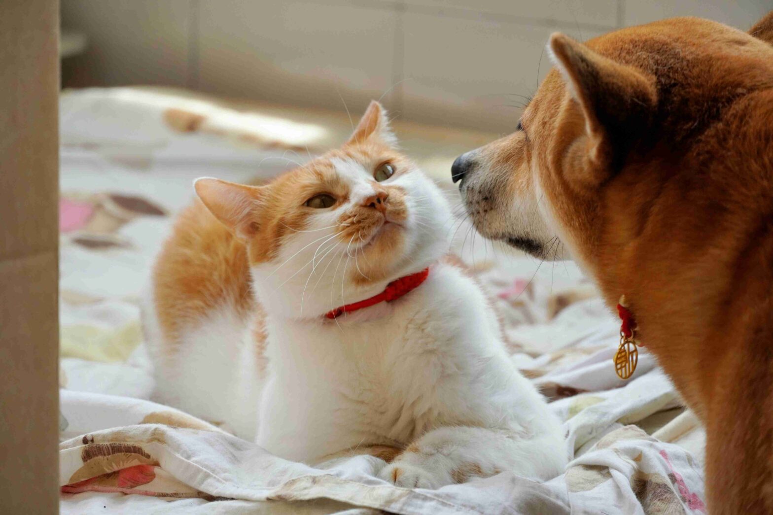 dog vaccinations Abbotsford