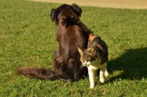 Pet Diagnostics in Abbotsford