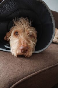 Dog resting with a recovery cone after spay or neuter surgery in Abbotsford