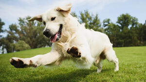 All About Dogs - Understanding Their Behaviour, Health, and Needs - schnuzzle