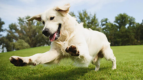 All About Dogs - Understanding Their Behaviour, Health, and Needs - schnuzzle