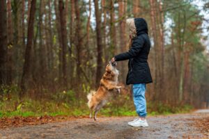 A person in a warm coat plays with a dog on a forest path during autumn.